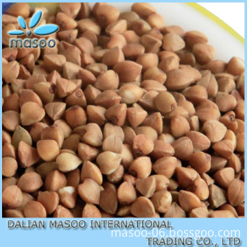 Roasted buckwheat kernel/groat buckwheat from china price
